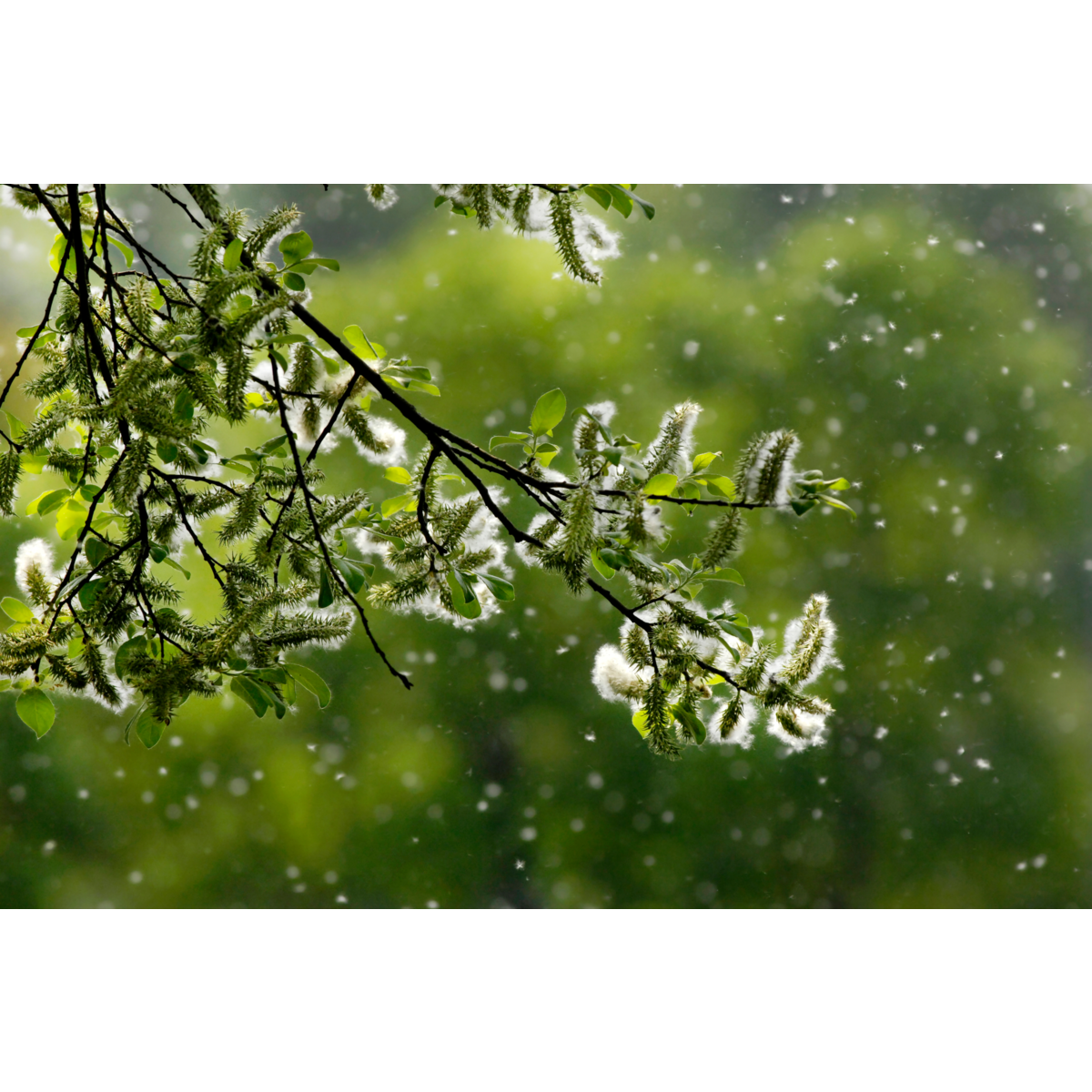 Electrolux - Filtr do čističky vzduchu - EFDBTH6